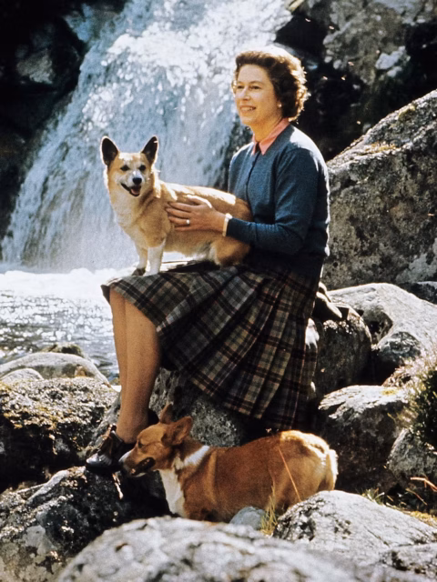 queencorgi1 英国女王与王室柯基